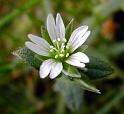 Mouse-earred Chickweed